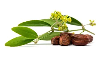 Το «μαγικό» έλαιο ομορφιάς Τζοτζόμπα (Jojoba Oil)